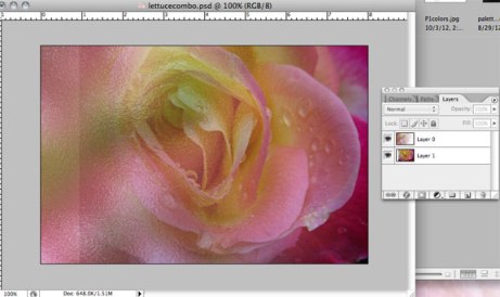 Rose photo moved to right