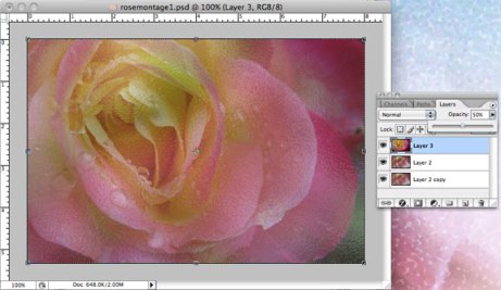 Rose layer moved to top; opacity changed to 50%
