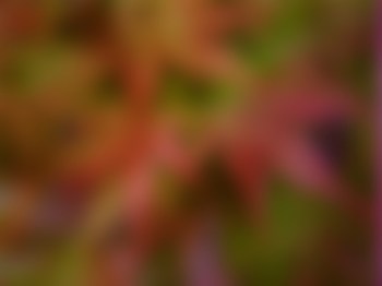 Dark Leaves Background