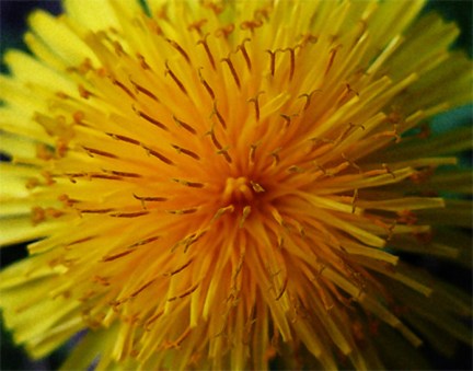 My dandelion photo